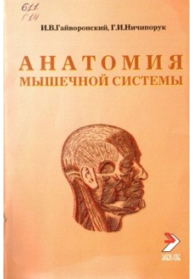 Anatomy of the muscular system