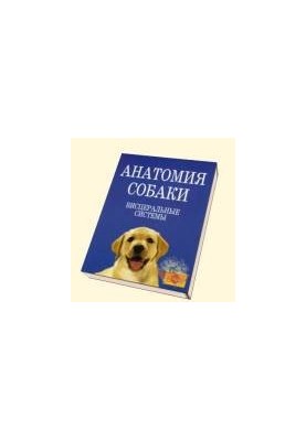 Anatomy of a dog. Visceral systems