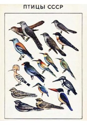 Birds of the USSR