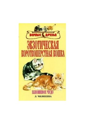 Екзотична короткошерста кішка