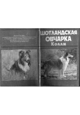Шотландська вівчарка коллі