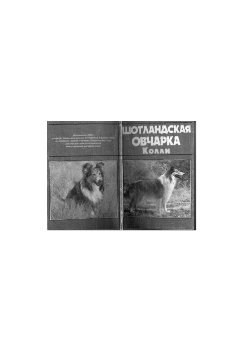 Шотландська вівчарка коллі