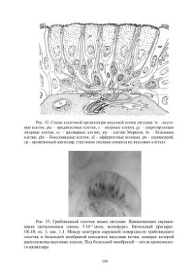 Sensory systems of the body