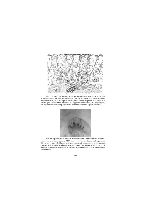 Sensory systems of the body