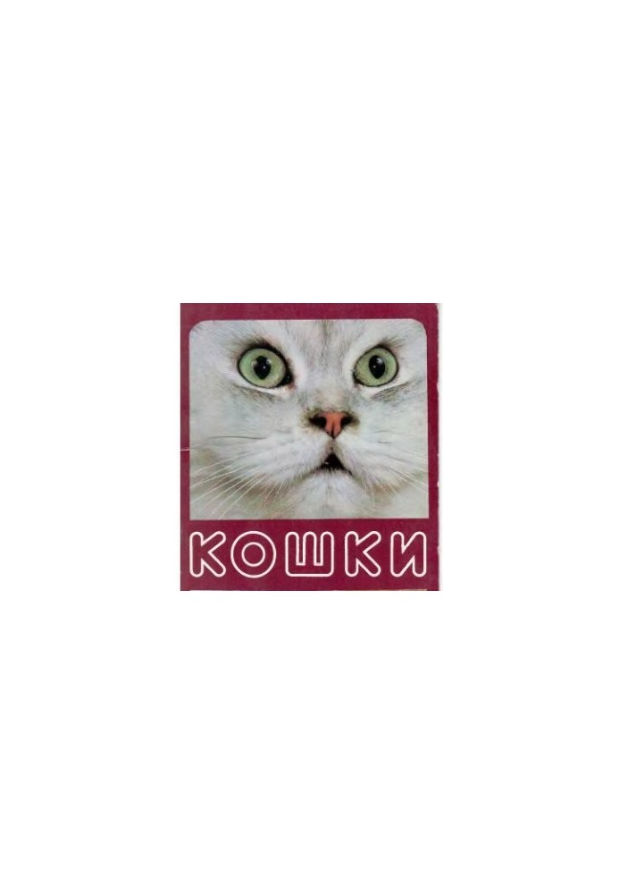 Набір листівок - Коти
