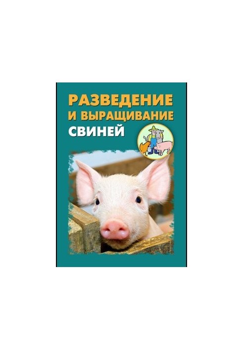 Разведение и выращивание свиней