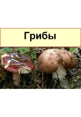 Подборка книг о грибах