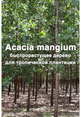 Acacia mangium - дерево, що швидко росте, для тропічної плантації.