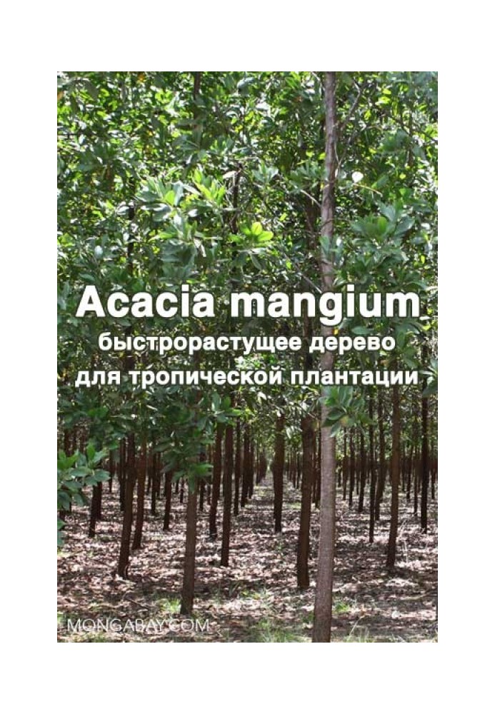 Acacia mangium - fast growing tree for tropical plantation