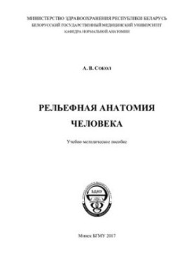 Рельєфна анатомія людини