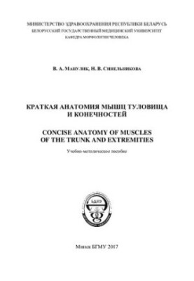 Краткая анатомия мышц туловища и конечностей