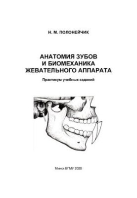 Анатомия зубов и биомеханика жевательного аппарата