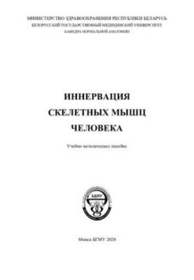 Іннервація скелетних м'язів людини
