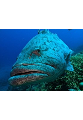 Giants of the coastal waters of the oceans