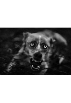 You were attacked by a dog