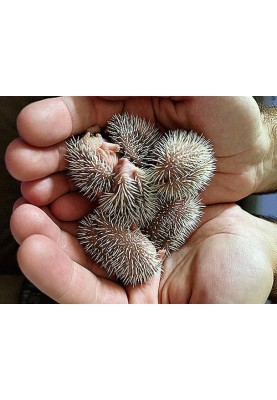 A prickly individualist