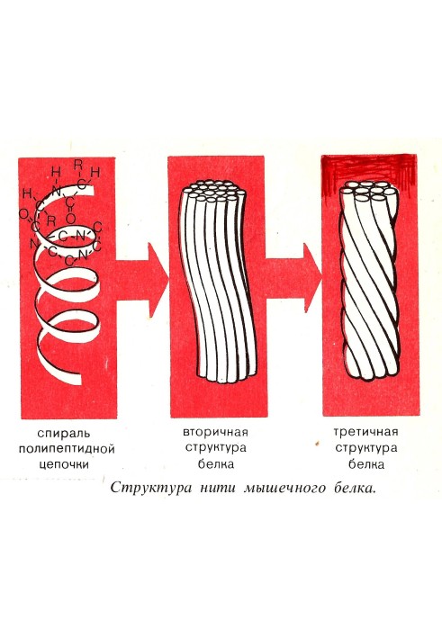 Is it possible to exhaust the energy that feeds the heart? (SI)