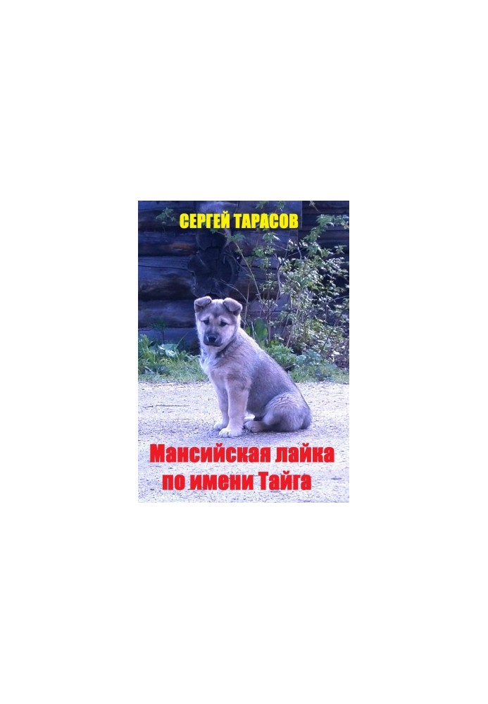 Мансийская лайка по имени Тайга