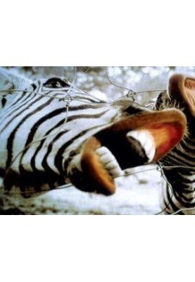 My little zebra: secrets of taming