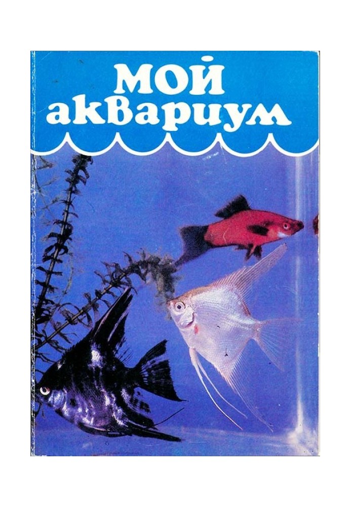 Мой аквариум