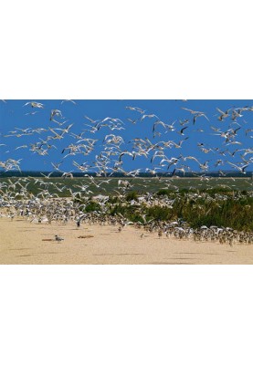 Mysterious and amazing Sivash Bay