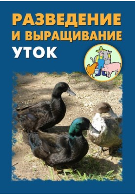 Розведення та вирощування качок