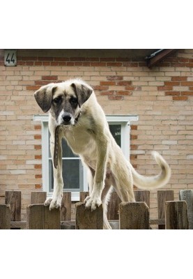 A man is a friend to a dog... (SI)