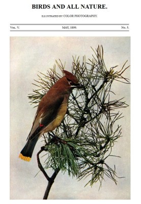 Birds and All Nature, Vol. 5, No. 5, May 1899 Illustrated by Color Photography