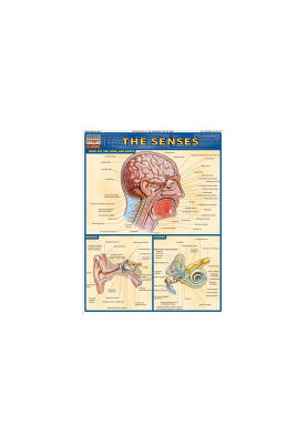 The Senses (Quick Study Academic)