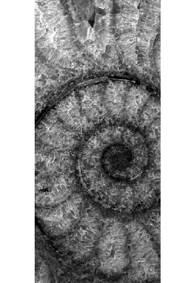 Bringing Fossils to Life: An Introduction to Paleobiology
